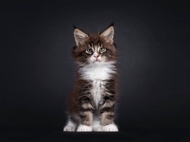 istock Maine Coon cat kitten on black background 1558368175