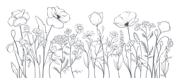 Maki i inne polne kwiaty. – artystyczna grafika wektorowa