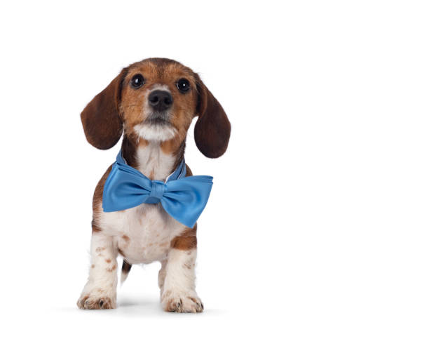istock Piebald dachshund pup on white background 1558370412