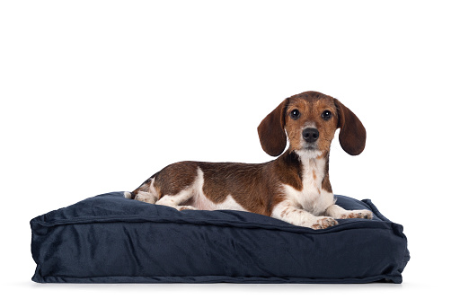 Adorable piebald Dachshund aka Teckel pup, laying down side ways on blue velvet pillow. Looking towards camera. Isolated on a white background.