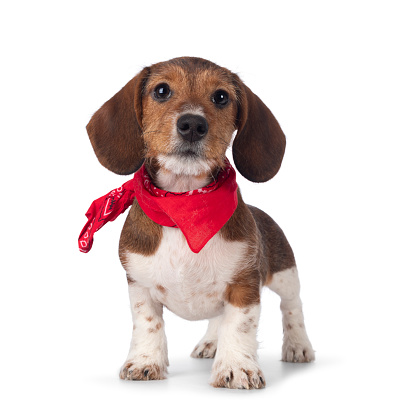 Adorable piebald Dachshund aka Teckel pup, standing facing front wearing a red scarf around neck. Looking towards camera. Isolated on a white background.