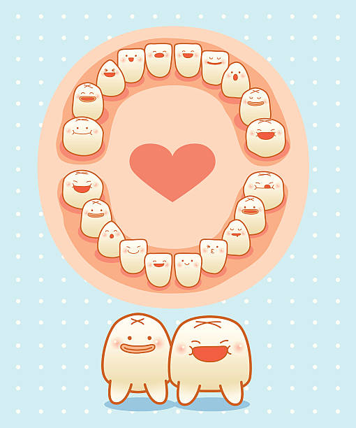 illustrations, cliparts, dessins animés et icônes de bébé dents - human teeth vector illustration and painting cartoon