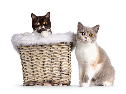 Cute brown young British Shorthair cat, sitting in basket with fake fur edge. Second cat sitting beside it. Looking straight to camera. Isolated on a white background.