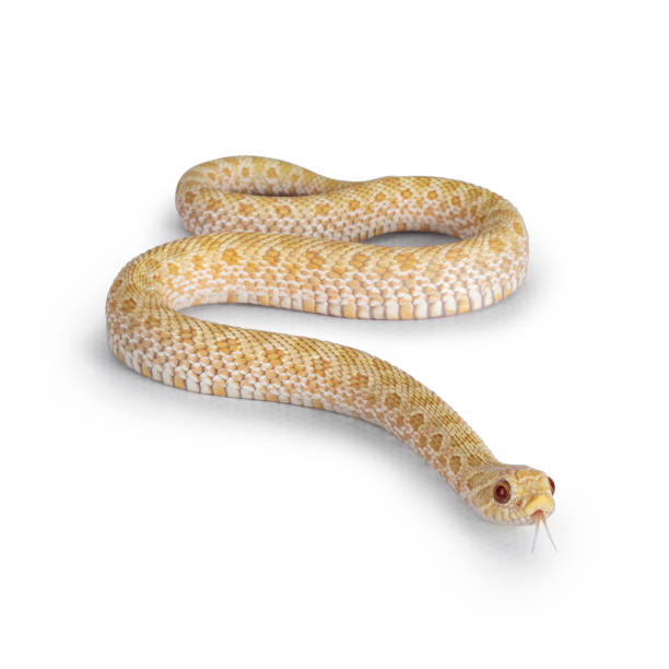 istock Albino hognose snake on white background 1558381603