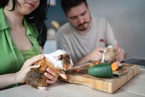Young Caucasian couple feeding their guinea pigs with cucumber and carrots, at the kitchen