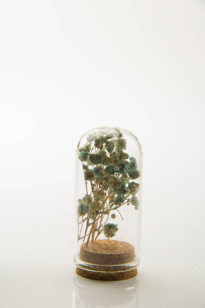 istock Dry  hydrangea flowers and spices in a small glass bottle on white 1558385293