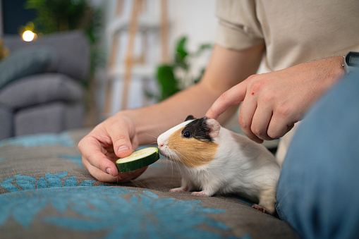 Unrecognizable young Caucasian man feeding his pet, a guinea pig with cucumber