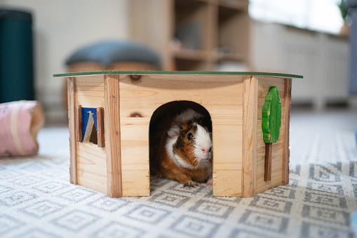 Guinea pig hiding in his wooden house