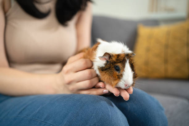 istock Unrecognizable woman holding her pet, a guinea pig 1558387613