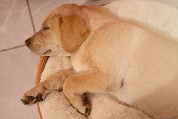 istock Sleeping labrador pup above top view 1558391583