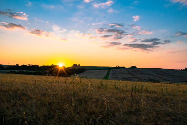 istock Sunset sillhouettes of nature 1558391642
