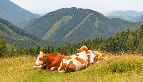 a few cows lying down and resting on pasture in the mountains, Alps, Austria