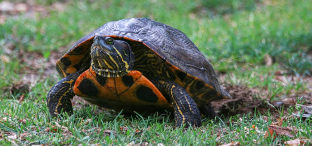 istock Front view of a snapping turtle laying her eggs in grass across from a pond 1558409088