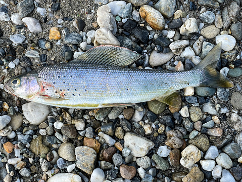 Arctic grayling (Thymallus arcticus) is a species of freshwater fish with a slender body and a large sail-like dorsal fin, which is adorned with vibrant hues of blue, green, and purple. It is native to the northern regions of North America and Eurasia, particularly the Arctic and subarctic regions.