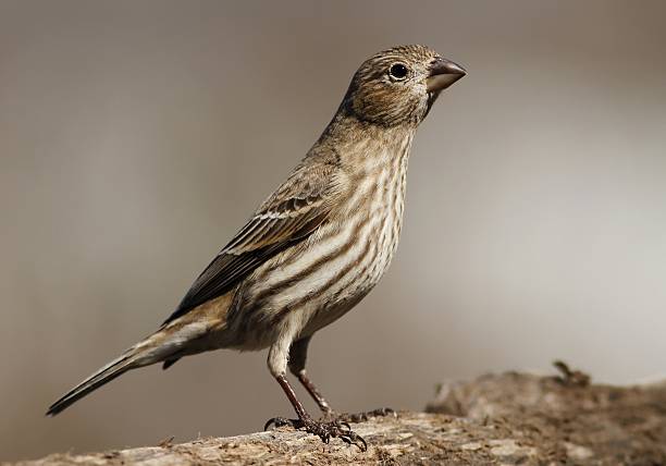 istock Female House Finch 155841084