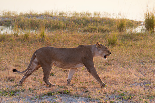 Side view of a lioness walking by the river in the Chobe National Park, Botswana