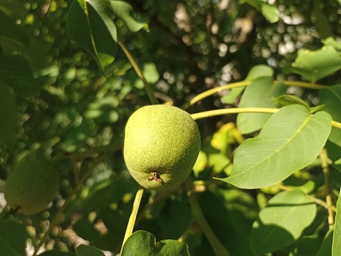Juglans regia, the Persian walnut, English walnut, Carpathian walnut, Madeira walnut