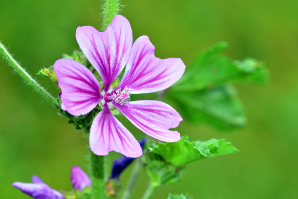 istock Wild mallow flowers (Malva sylvestris), a species with medicinal 1558420471