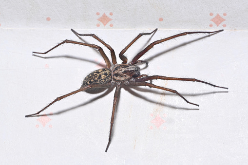 giant house spider lurking in web dusty bathroom Tegenaria duellica
