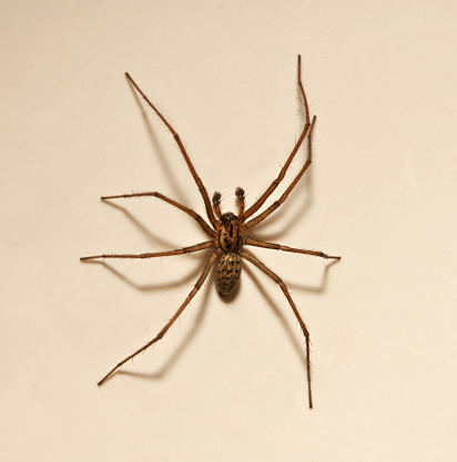 A well focussed close-up of a male Giant House Spider on a tile in the bathroom. It has lots of details of the head and body and shows the palps particularly well.