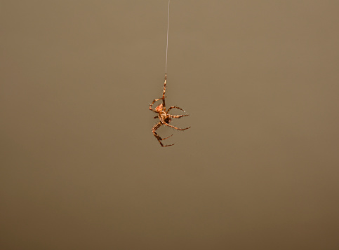 A spider hanging from a single thread waiting for the wind to blow it to another anchor point. Very well focussed against a light brown background. Close-up and very detailed.