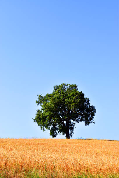istock Lone tree in a barley field (Hordeum vulgare) and with a blue sky 1558436292