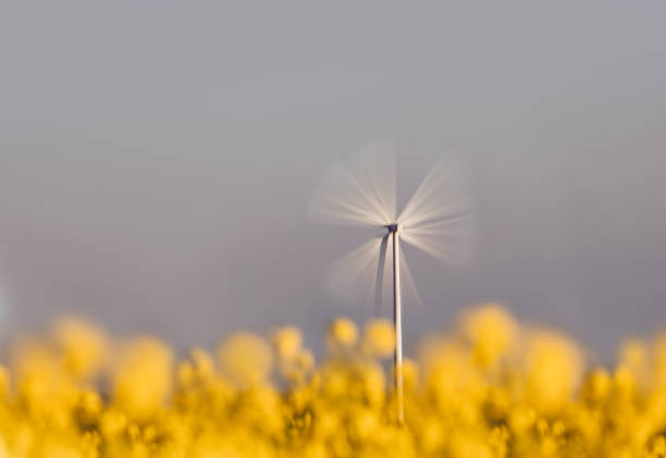 Wind turbines on agricultural field in summer