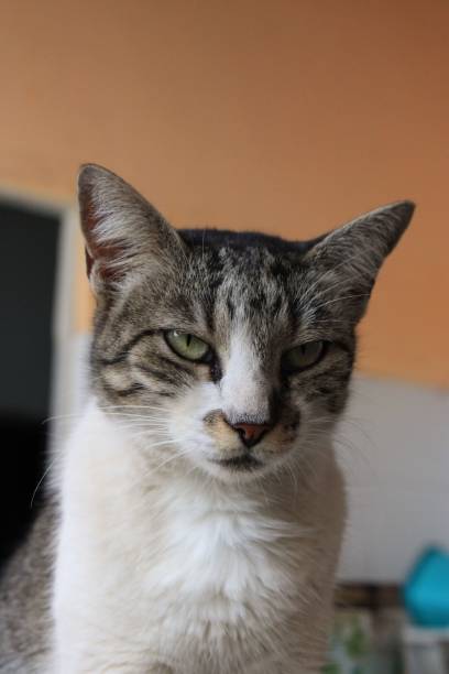 istock Close-up of a cat looking aside 1558451151