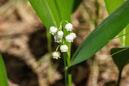 Lily of the valley in nature. Forest, wildlife, outdoor concept. Beauty blooming, selective focus, flat lay, macro
