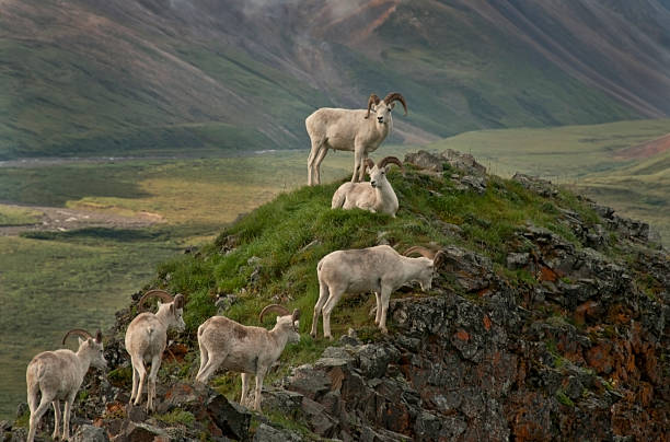 ovis 백 - dall sheep 뉴스 사진 이미지