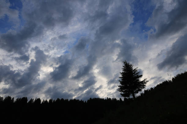istock Outlines of a pine and dramatic sky. 1558463383
