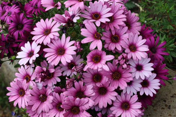 istock Food and Flowers 1558473522