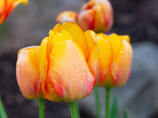 istock Beautiful Spring Tulips-Howard County, Indiana 1558481639