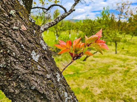 Young leaves growing on a walnut tree in spring.