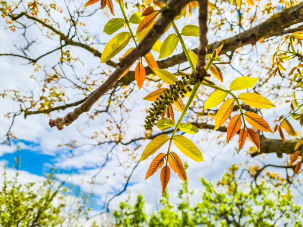 Walnut tree blooms in spring. Walnut tree leaves and catkins close up.