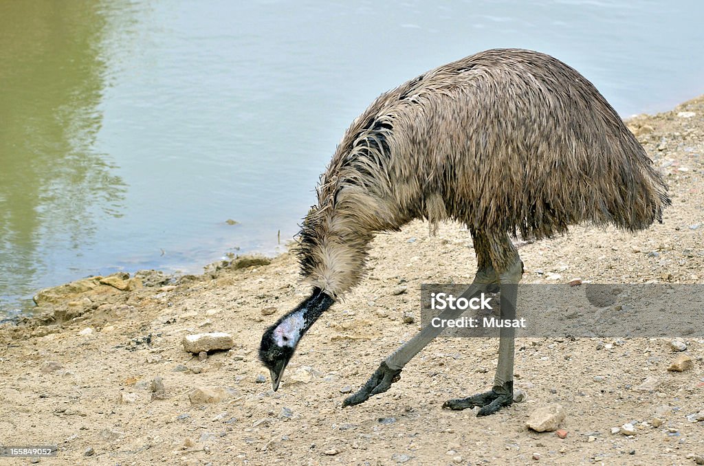 Emu walking near pond Emu (Dromaius novaehollandiae) walking near pond Animal Body Part Stock Photo
