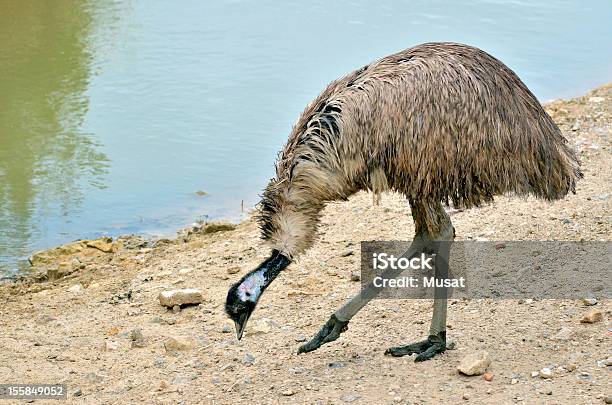 Emu Walking Near Pond Stock Photo - Download Image Now - Animal Body Part, Animal Leg, Animal Limb