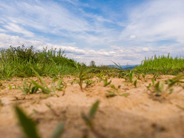 Agricultural field with young seedlings. Taken with drone.