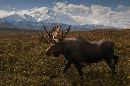Bull Moose (Alces alces) crosses the fall tundra in front of Mr McKinley, Denali National Park, Alaska.