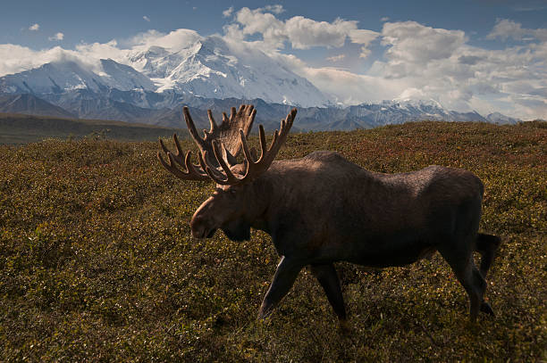 McKinleyMoose Bull Moose (Alces alces) crosses the fall tundra in front of Mr McKinley, Denali National Park, Alaska. alces alces gigas stock pictures, royalty-free photos & images