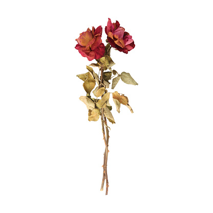 Dry dead rose flower stems isolated on white background