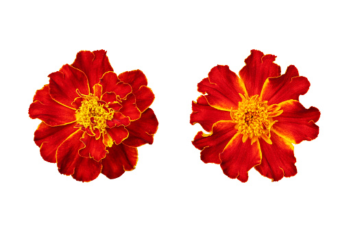Red marigold flowers isolated on white background
