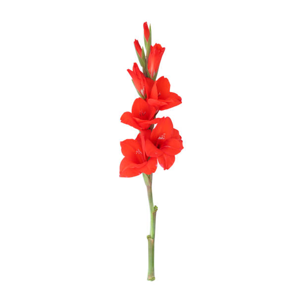 Orange gladiolus flower stem isolated on white background