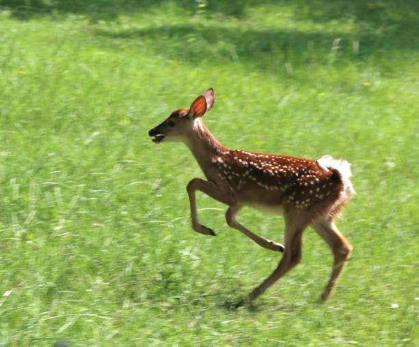 istock Poetry in motion 1558509879