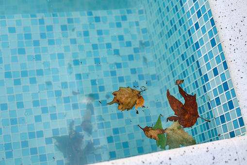 Leaves on the water surface of a swimming pool.