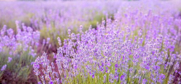Lavender flowers close-up, soft sunlight.