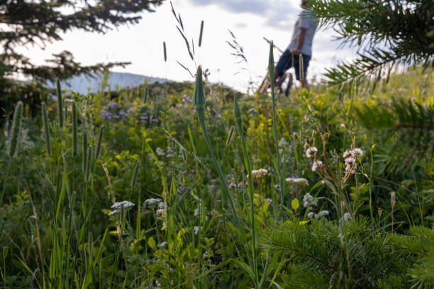 View across wildflowers to mountain biker paused on mountain ridge