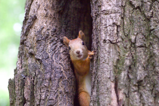 istock Squirrel peeking out of a hollow wildlife 1558510836