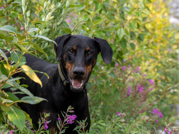 Portrait of dog in wildflowers Ghost River Recreational area flower mountain fireweed wildflower stock pictures, royalty-free photos & images