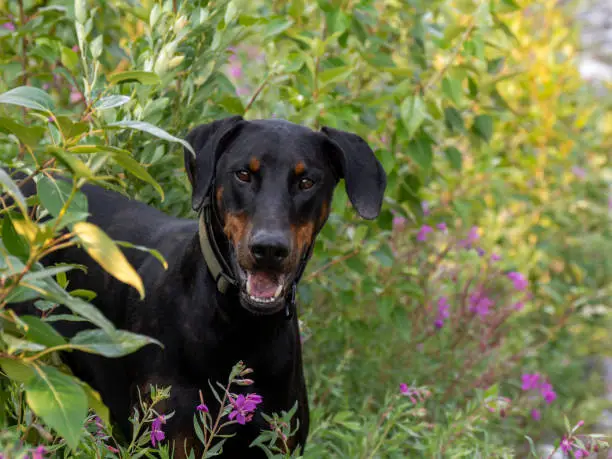 Photo of Portrait of dog in wildflowers